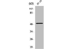 Western Blot analysis of HT29 cells using ZFYVE19 Polyclonal Antibody (ZFYVE19 Antikörper  (Internal Region))