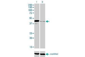 Western blot analysis of PAX5 over-expressed 293 cell line, cotransfected with PAX5 Validated Chimera RNAi (Lane 2) or non-transfected control (Lane 1).
