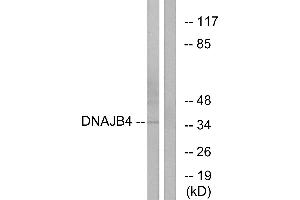 Western blot analysis of extracts from HepG2 cells, using DNAJB4 antibody. (DNAJB4 Antikörper)