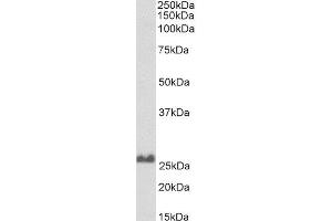 Biotinylated ABIN4902764 (0. (SNAP25 Antikörper  (C-Term) (Biotin))