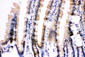 Anti- Ubiquitin Picoband antibody, IHC(P) IHC(P): Mouse Intestine Tissue (Ubiquitin B Antikörper  (AA 77-152))