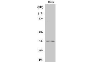 Western Blotting (WB) image for anti-Cyclin-Dependent Kinase 2 (CDK2) (C-Term) antibody (ABIN3179945) (CDK2 Antikörper  (C-Term))