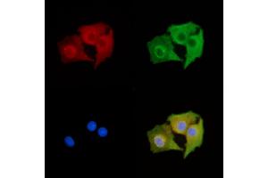 ABIN7095207 and ABIN7099263 staining  cells by IF/ICC. (GPBAR1 Antikörper)
