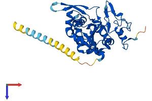 Manic Fringe Protein (AA 1-321) (His tag)