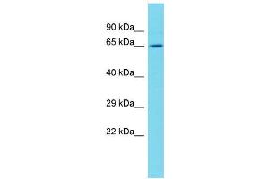 Host:  Rabbit  Target Name:  Nfe2l2  Sample Type:  Rat Thymus lysates  Antibody Dilution:  1. (NRF2 Antikörper  (N-Term))