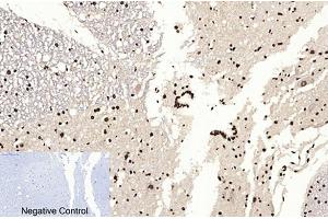 Immunohistochemical analysis of paraffin-embedded rat spinal cord tissue.