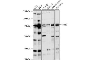 Western blot analysis of extracts of various cell lines, using TKTL1 antibody  at 1:1000 dilution. (TKTL1 Antikörper  (AA 220-340))