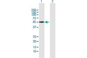 Western Blot analysis of FMO3 expression in transfected 293T cell line by FMO3 MaxPab polyclonal antibody. (FMO3 Antikörper  (AA 1-532))
