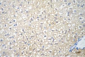 Immunohistochemistry was performed on paraffin-embedded mouse liver using fumarate hydratase antibody (ABIN7798665), 1:200). (FH Antikörper)