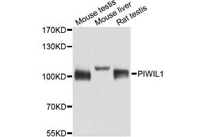 Western blot analysis of extracts of various cell lines, using PIWIL1 antibody. (PIWIL1 Antikörper)