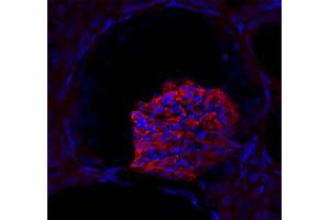 Immunostaining of a glomerolus in a mouse kidney section (dilution 1 : 200). (SYNPO Antikörper  (Isoform 2))