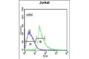 KLHL6 Antibody (C-term) (ABIN651978 and ABIN2840481) flow cytometric analysis of Jurkat cells (right histogram) compared to a negative control cell (left histogram). (KLHL6 Antikörper  (C-Term))