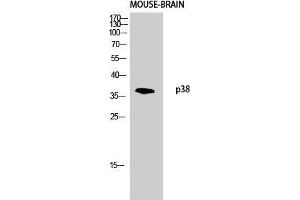 Western Blot (WB) analysis of Mouse Brain lysis using p38 antibody.
