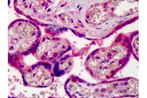 Anti-CRM1 antibody IHC of human placenta. (XPO1 Antikörper  (AA 390-408))