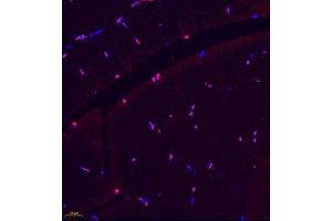 Immunofluorescence of paraffin embedded rat skeletal muscle using BCMA (ABIN7076067) at dilution of 1: 600 (400x lens) (BCMA Antikörper)