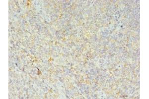 Immunohistochemistry of paraffin-embedded human tonsil tissue using ABIN7155609 at dilution of 1:100 (HLA-DRB4 Antikörper  (AA 30-227))
