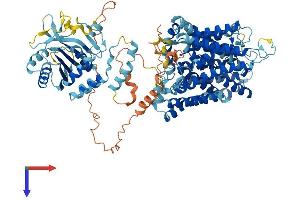 Band 3/AE1 Protein (AA 1-929) (His tag)