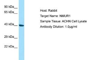 Host: RabbitTarget Name: NMUR1Antibody Dilution: 1. (NMUR1 Antikörper  (C-Term))