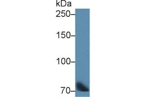 Detection of TF in Bovine Lung lysate using Polyclonal Antibody to Transferrin (TF) (Transferrin Antikörper)