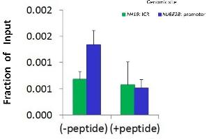 Chromatin Immunoprecipitation (ChIP) Using HDAC9 antibody - C-terminal region  and HCT116 Cells (HDAC9 Antikörper  (C-Term))