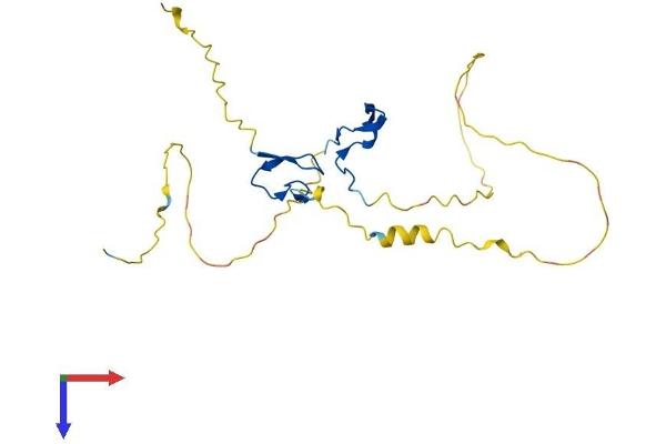 RYBP Protein (AA 1-228) (His tag)