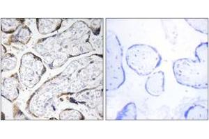 Immunohistochemistry analysis of paraffin-embedded human placenta tissue, using EFEMP2 Antibody. (FBLN4 Antikörper  (AA 91-140))