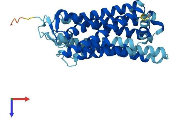 OR4D2 Protein (AA 1-307) (His tag)