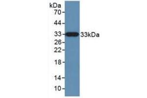 Western blot analysis of recombinant Human KLK10. (Kallikrein 10 Antikörper  (AA 35-276))
