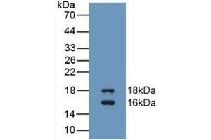 Western blot analysis of recombinant Human GDF3. (GDF3 Antikörper  (AA 251-364))