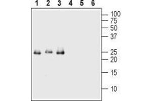 Western blot analysis of 50 ng of each Recombinant human Val66Met proBDNF (cleavage resistant) protein (#B-456) (lanes 1 and 4), Recombinant mouse proBDNF protein (#B-240) (lanes 2 and 5) and Recombinant human proBDNF protein (#B-257) (lanes 3 and 6): - 1-3. (Pro BDNF Antikörper  (Pro-Domain))