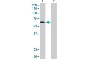 Western Blot analysis of LILRA3 expression in transfected 293T cell line by LILRA3 MaxPab polyclonal antibody. (LILRA3 Antikörper  (AA 1-439))