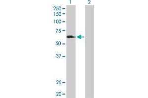 Western Blotting (WB) image for anti-Leukocyte Immunoglobulin-Like Receptor, Subfamily A (Without TM Domain), Member 3 (LILRA3) (AA 1-439) antibody (ABIN524410)