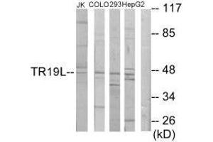 Western blot analysis of extracts from Jurkat cells, COLO205 cells, 293 cells and HepG2 cells, using TR19L antibody. (RELT Antikörper  (C-Term))