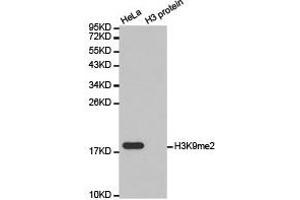 Western blot analysis of extracts of HeLa cell line and H3 protein expressed in E. (Histone 3 Antikörper  (H3K9me2))