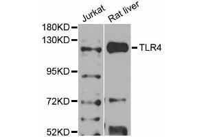 Western blot analysis of extracts of various cell lines, using TLR4 antibody (ABIN2737696) at 1:1000 dilution. (TLR4 Antikörper)