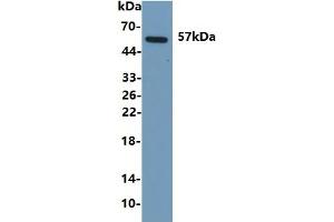 Rabbit Capture antibody from the kit in WB with Positive Control: Human urine. (ANGPTL2 ELISA Kit)