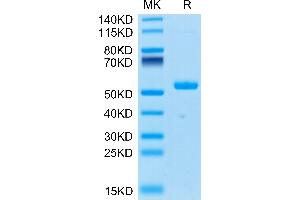 EFNA4 Protein (AA 26-171) (Fc Tag)