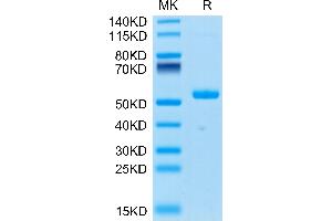 Human Ephrin-A4 on Tris-Bis PAGE under reduced condition. (EFNA4 Protein (AA 26-171) (Fc Tag))