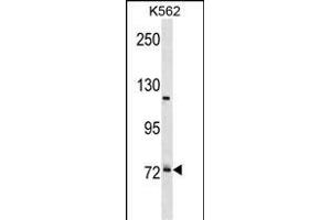 PRPF39 Antibody (C-term) (ABIN1881687 and ABIN2839002) western blot analysis in K562 cell line lysates (35 μg/lane). (PRPF39 Antikörper  (C-Term))