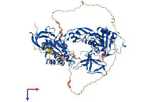 Gephyrin Protein (GPHN) (AA 1-769) (His tag)