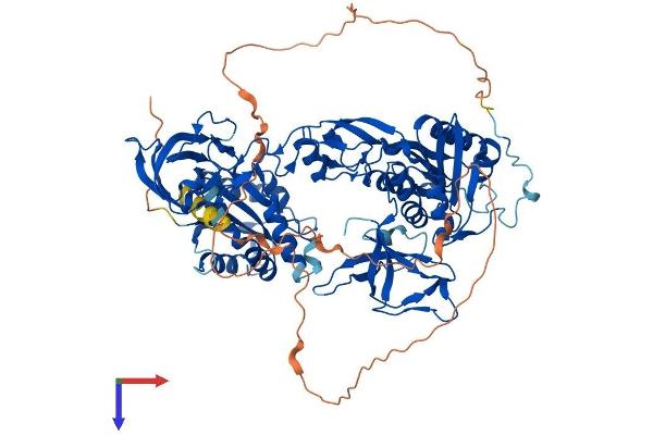 Gephyrin Protein (GPHN) (AA 1-769) (His tag)