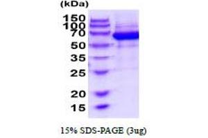 SDS-PAGE (SDS) image for Oligodendrocyte Myelin Glycoprotein (OMG) (AA 25-418) protein (His tag) (ABIN6387865)