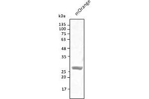 Western Blotting (WB) image for anti-mOrange Fluorescent Protein antibody (ABIN7273075) (mOrange Fluorescent Protein Antikörper)