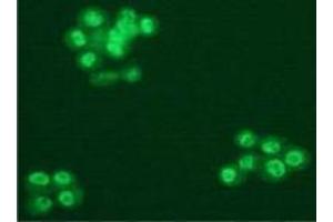 Immunofluorescence (IF) image for anti-Splicing Factor 3b, Subunit 1, 155kDa (SF3B1) (AA 98-198) antibody (ABIN1449241) (SF3B1 Antikörper  (AA 98-198))