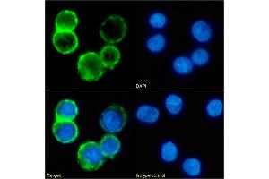 Immunofluorescence staining of fixed Daudi cells with anti-CD53 antibody 161-2 (53/2). (Rekombinanter CD53 Antikörper)
