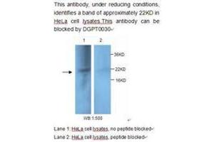 Image no. 1 for anti-Programmed Cell Death 6 (PDCD6) antibody (ABIN790830) (PDCD6 Antikörper)
