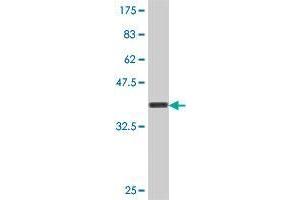 Western Blot detection against Immunogen (37 KDa) . (APOBEC3F Antikörper  (AA 274-372))