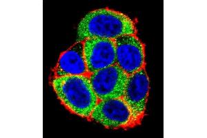 Confocal immunofluorescent analysis of CASP9 Antibody (Center) (ABIN392509 and ABIN2842072) with Hela cell followed by Alexa Fluor 488-conjugated goat anti-rabbit lgG (green). (Caspase 9 Antikörper  (AA 183-211))