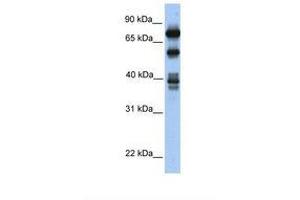 Image no. 1 for anti-Spermatid Perinuclear RNA Binding Protein (STRBP) (AA 434-483) antibody (ABIN6737960) (STRBP Antikörper  (AA 434-483))