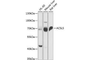 Western blot analysis of extracts of various cell lines, using  antibody  at 1:1000 dilution. (ACSL5 Antikörper  (AA 500-739))